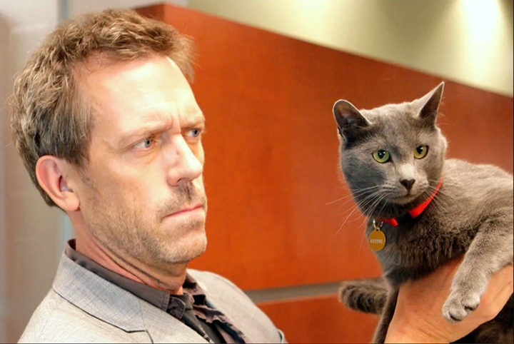 Кошки официально признаны лечебными животными – Telegraph