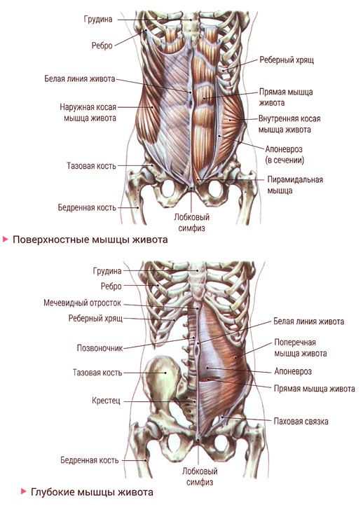 Наружная прямая мышца живота