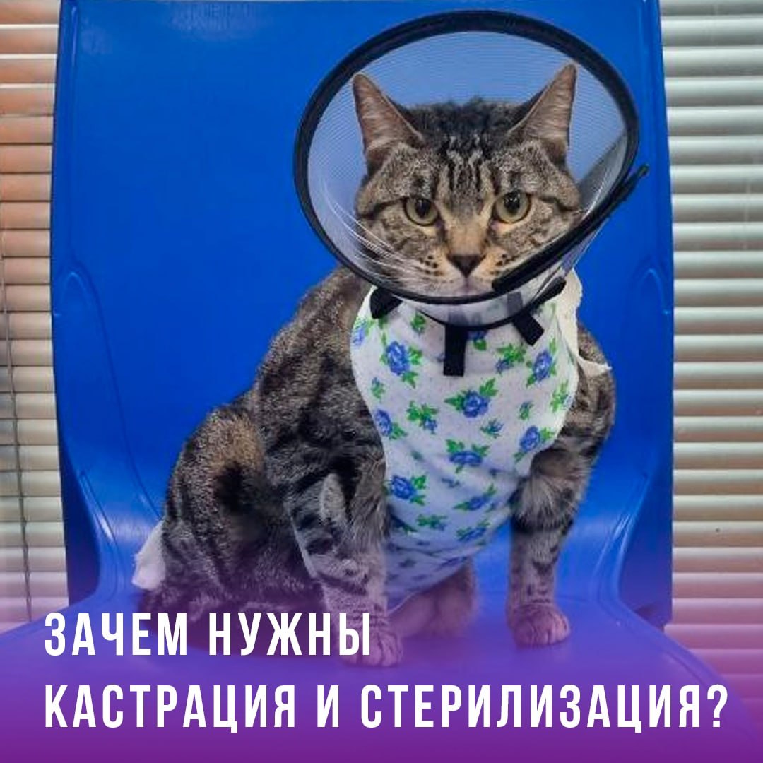 Зачем кастрируют котов