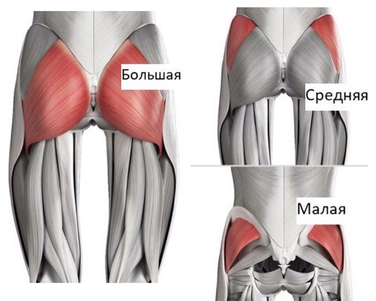 Ягодичные мышцы фото