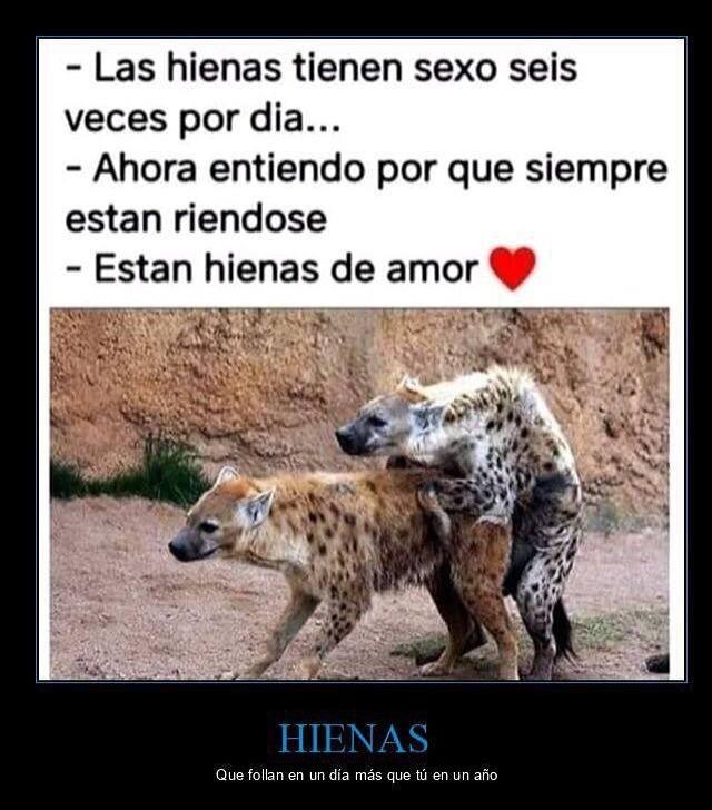 Hienas de amor