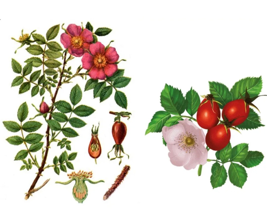 Шиповник звуки. Шиповник собачий (Rosa Canina). Шиповник собачий — Rosa Canina l.. Шиповник Майский Фармакогнозия. Шиповник Луговой.