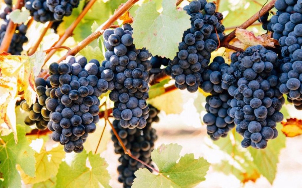 Five Famous Winemakers Behind the World’s Famous Wines Telegraph