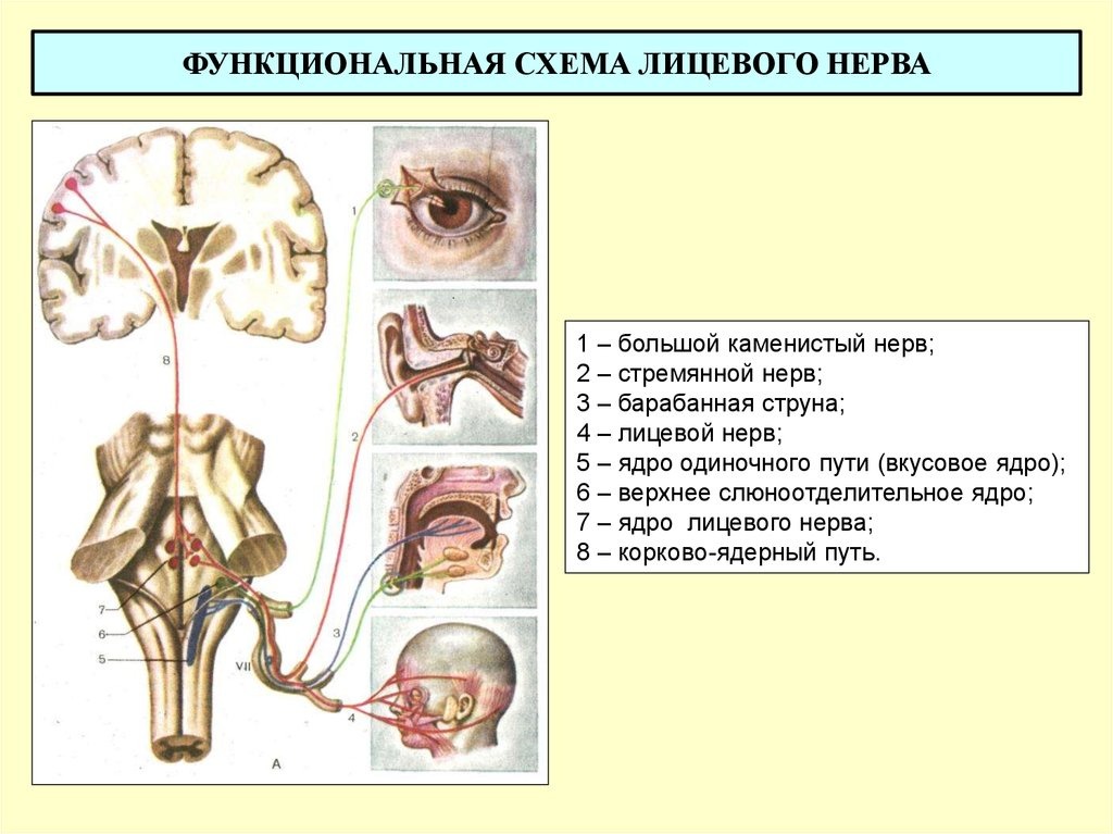 2 лицевой нерв. Лицевой нерв анатомия ядра. Иннервация ядра лицевого нерва. Двигательный путь лицевого нерва. Лицевой нерв путь схема неврология.