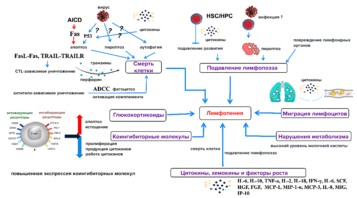 Защита клетки. Вирусные.