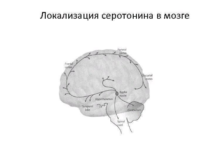 2 системы мозга. Серотонин в мозге. Серотонин локализация в мозге. Серотониновая система мозга. Синтез серотонина в головном мозге.