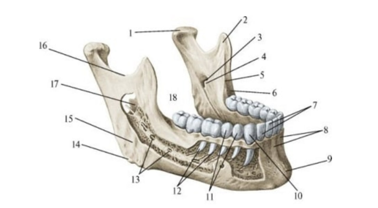 Отдел скелета челюсти. Нижняя челюсть вид сбоку анатомия. Нижняя челюсть кость анатомия. Анатомия костей нижней челюсти. Анатомия нижней челюсти человека кости.