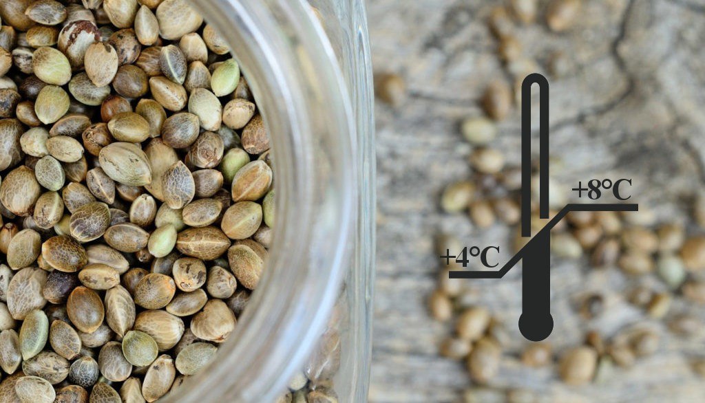 Как и где хранить семена конопляные марихуаны сколько держится в моче