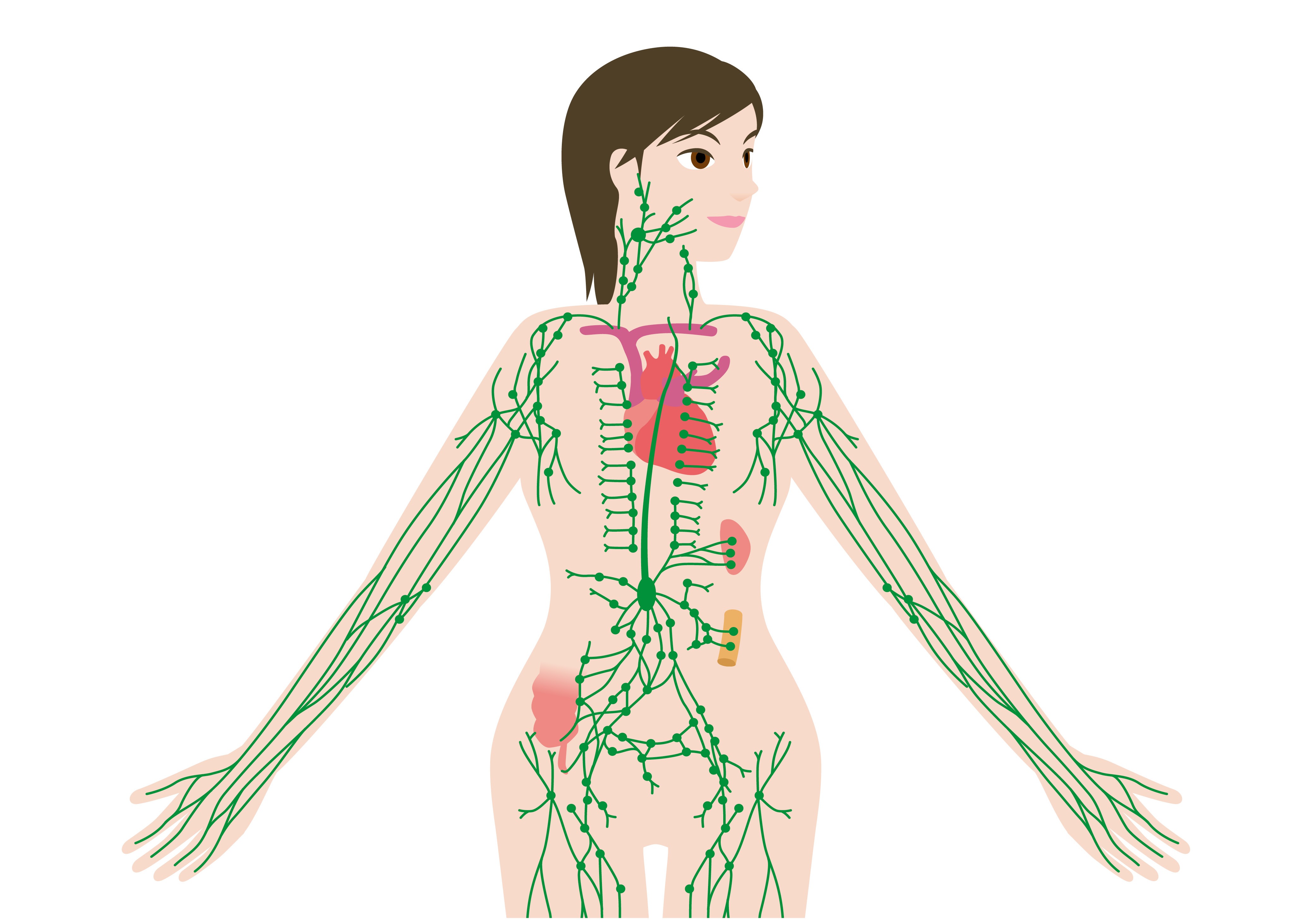 Система лимфоузлов человека. Лимфатическая система лимфоузлы. Лимфа система человека женщины. Лимфатическая система человека расположение лимфоузлов. Лимфатическая система в теле.