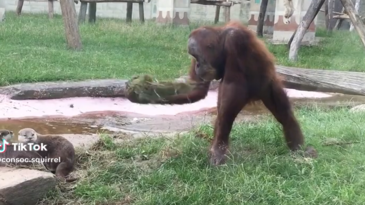 Mono molestando a las nutrias