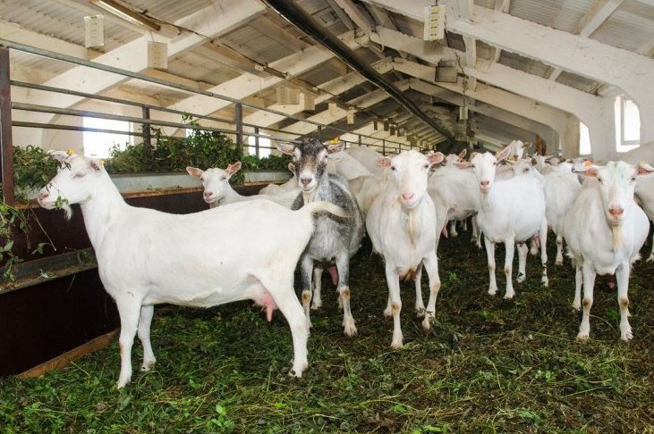 Альпийских коз планируют разводить в подмосковной Рузе