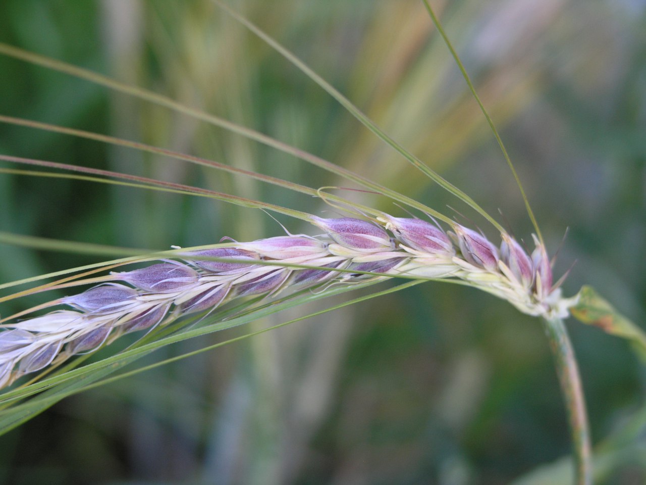 Омские селекционеры вывели устойчивую к засухе фиолетовую пшеницу