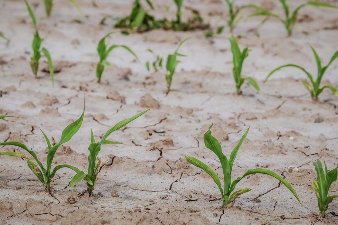 Засуха уничтожила около 15% посевов зерновых в Забайкалье