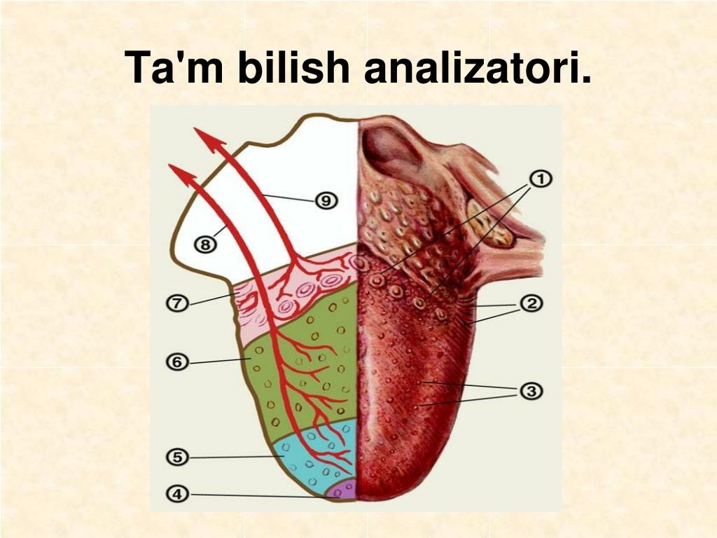 Органы тома. Сезги анализаторлари. Tam bilish analizator. Таъм билиш.