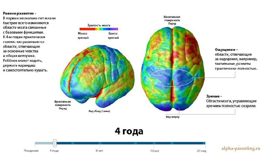 Тест на возраст мозга картинки