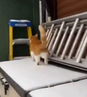 Hace mucho frío para tu gato