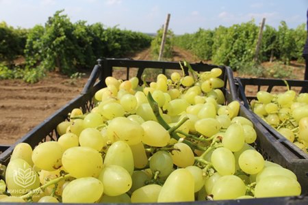 «Массандра» в 2019г собрала 17 тысяч тонн винограда