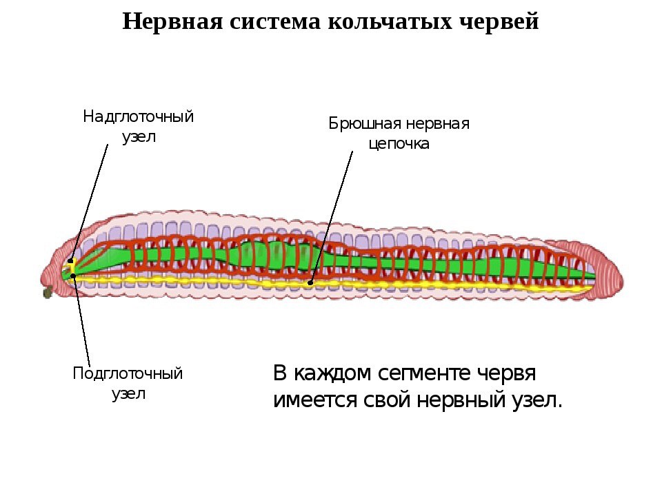 Вторичная полость тела сквозная пищеварительная