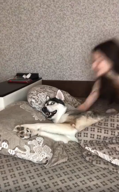 ¿Tu perro no quiere tus besos por las mañanas?