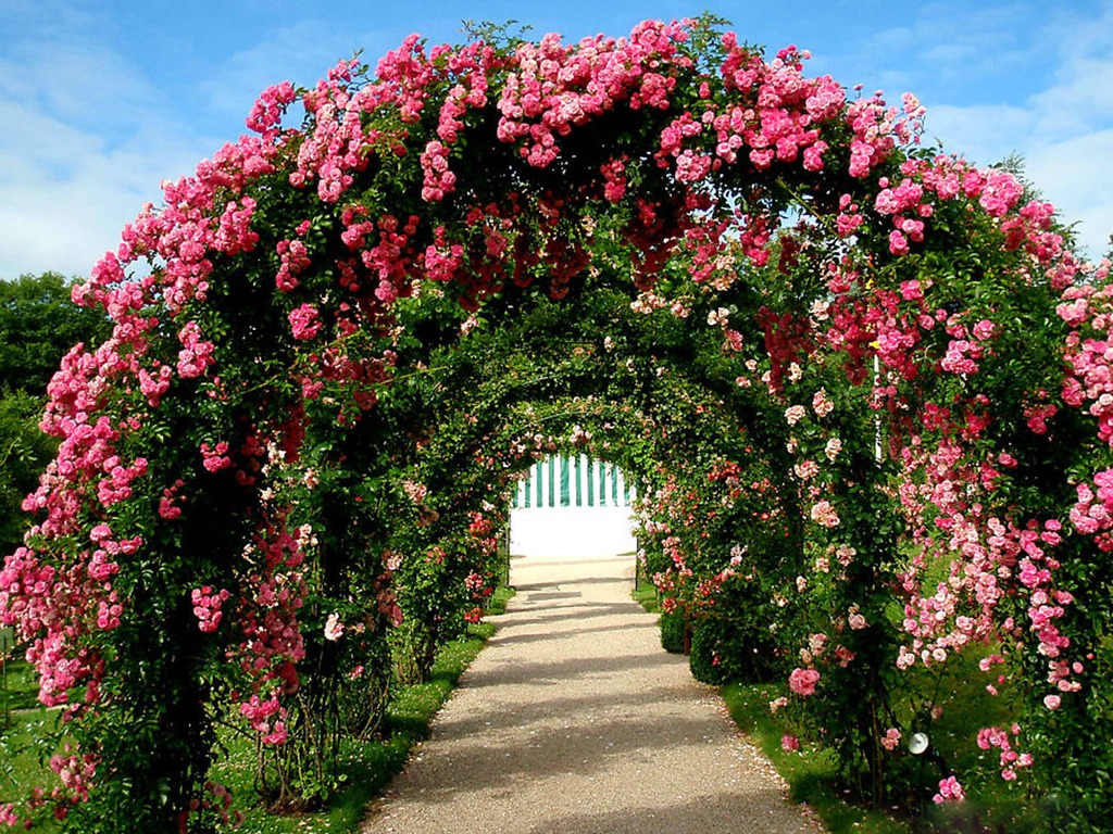 Твой сад розы. Розовый сад Баден-Баден Германия. Ультра розарии. Европа Розариум.