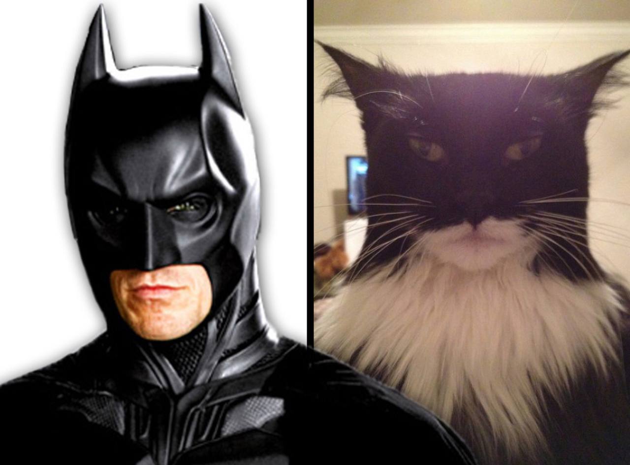 Кто под маской кота в 5. Кот в костюме Бэтмена. Кошачий костюм Бэтмена. Кот в маске Бэтмена. Костюм Бэтмен для кота.