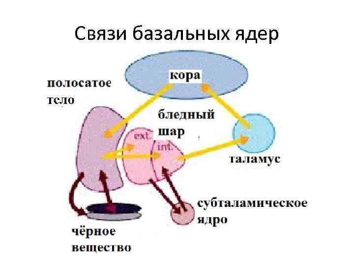 Соединение ядра. Базальные ганглии афферентные и эфферентные связи. Эфферентные связи базальных ганглиев. Функциональные связи базальных ганглиев. Схема основных связей базальных ганглиев.