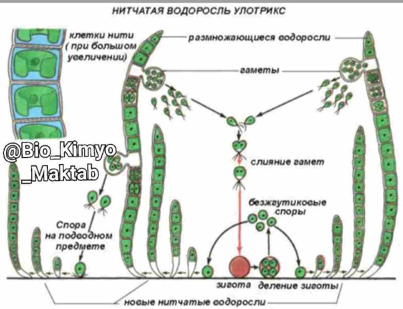 Водоросли егэ картинки