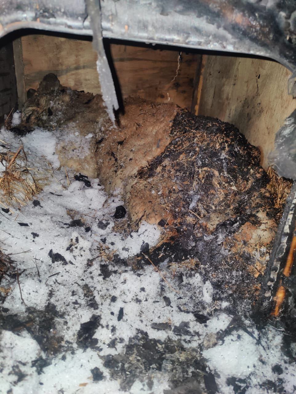 Живодер сжег заживо собаку в Хабаровске