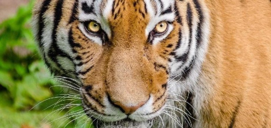 Международный день Тигра отмечают в Хабаровске