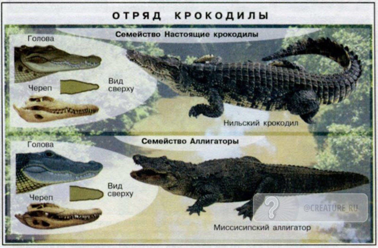 Крокодил Аллигатор Кайман отличия