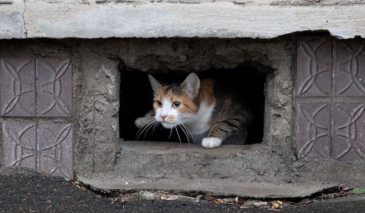 Кошки в подвале дома. Кошки в подвале. Котик в подвале. Котенок в подвале. Бездомные котята в подвалах.