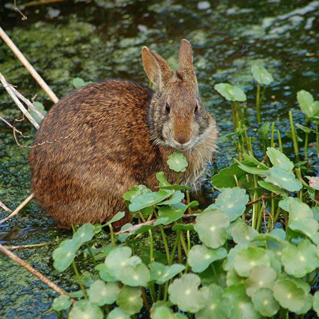 Болотный заяц. Водяной кролик Sylvilagus. Флоридские болотные кролики. Sylvilagus aquaticus болотный кролик. Водяной кролик Северной Америки.