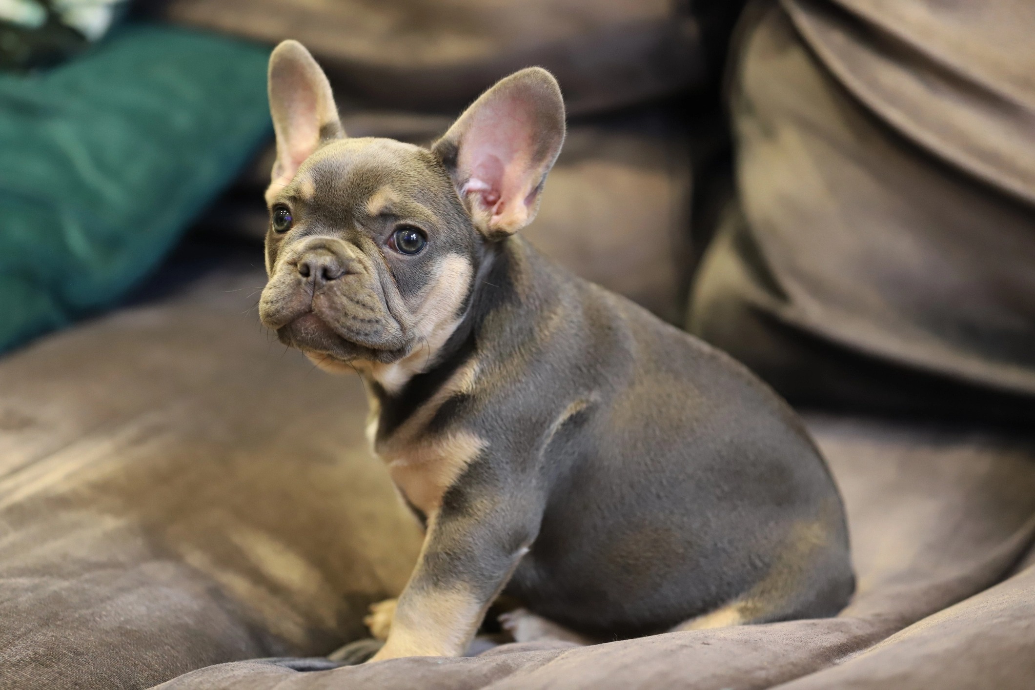 What to Look for When Buying a French Bulldog Puppies – Telegraph