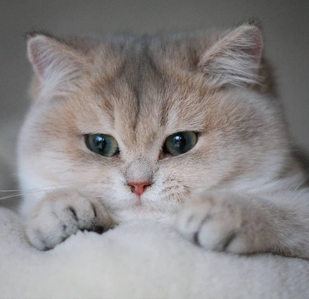 Искусство питания: Основы кормления кошек сырыми натуральными ...