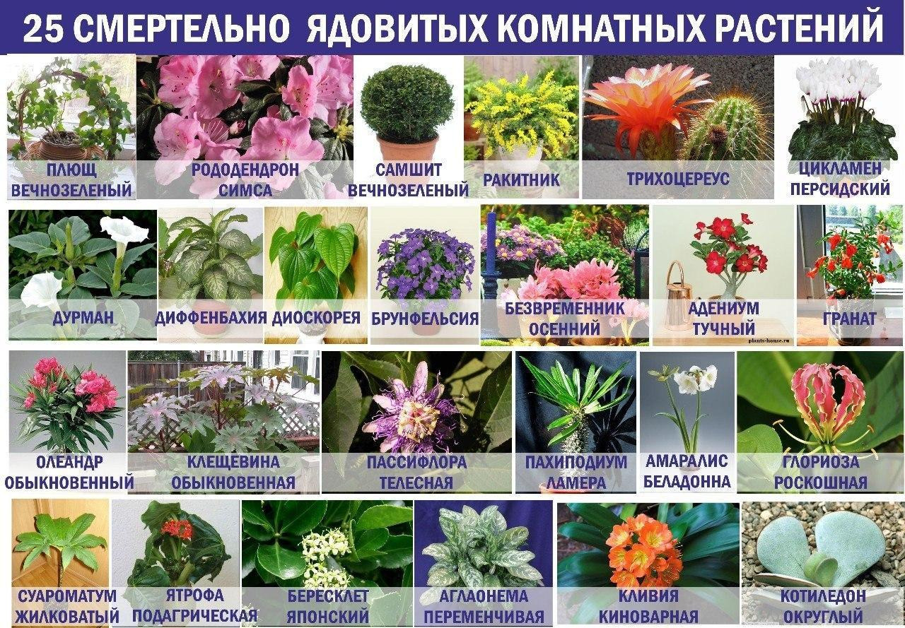 Ядовитые Комнатные Растения Фото