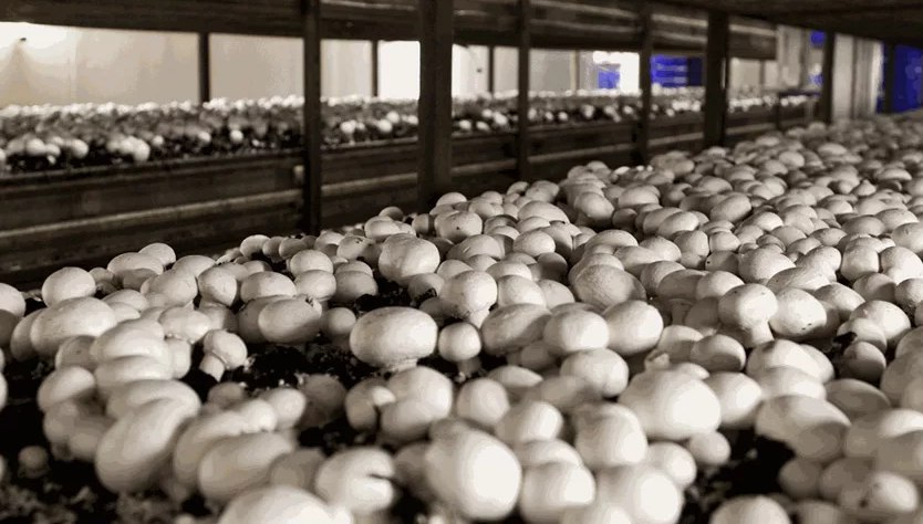 Ирландцы нашли применение обработанному грибному компосту