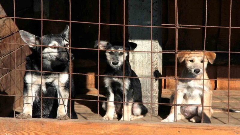 Более 700 жалоб на бездомных животных в Хабаровске
