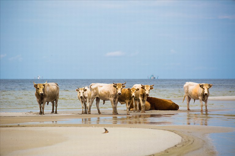Унесённых ураганом с побережья США коров нашли у барьерного рифа