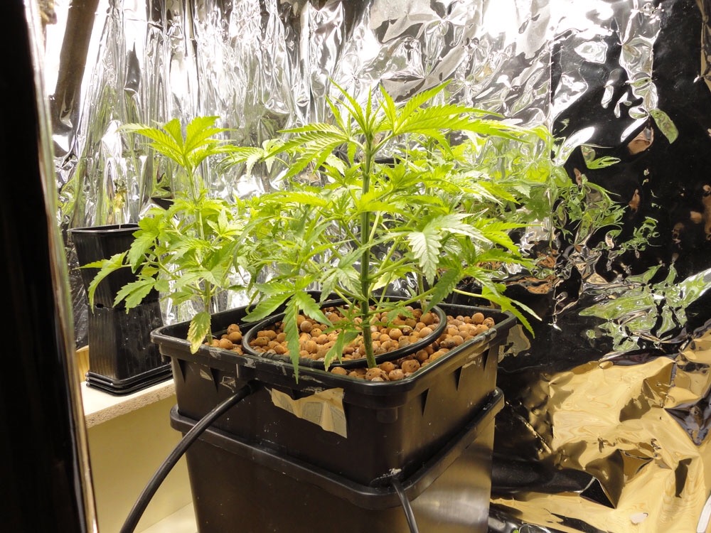 гидропонное выращивание марихуаны