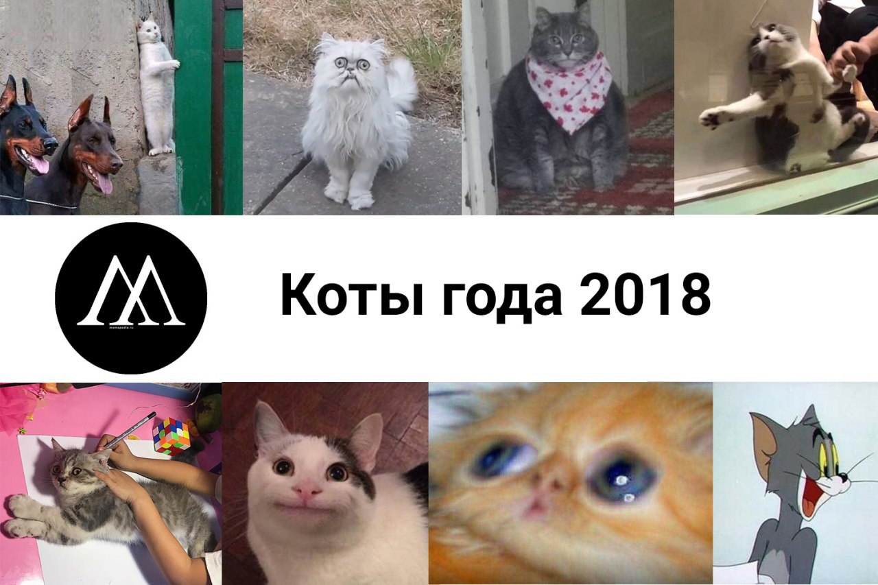 Мемных котиков. Мемный кот. Коты в мемах. Кот Мем 2018. Оригинальные мемы с котиками.