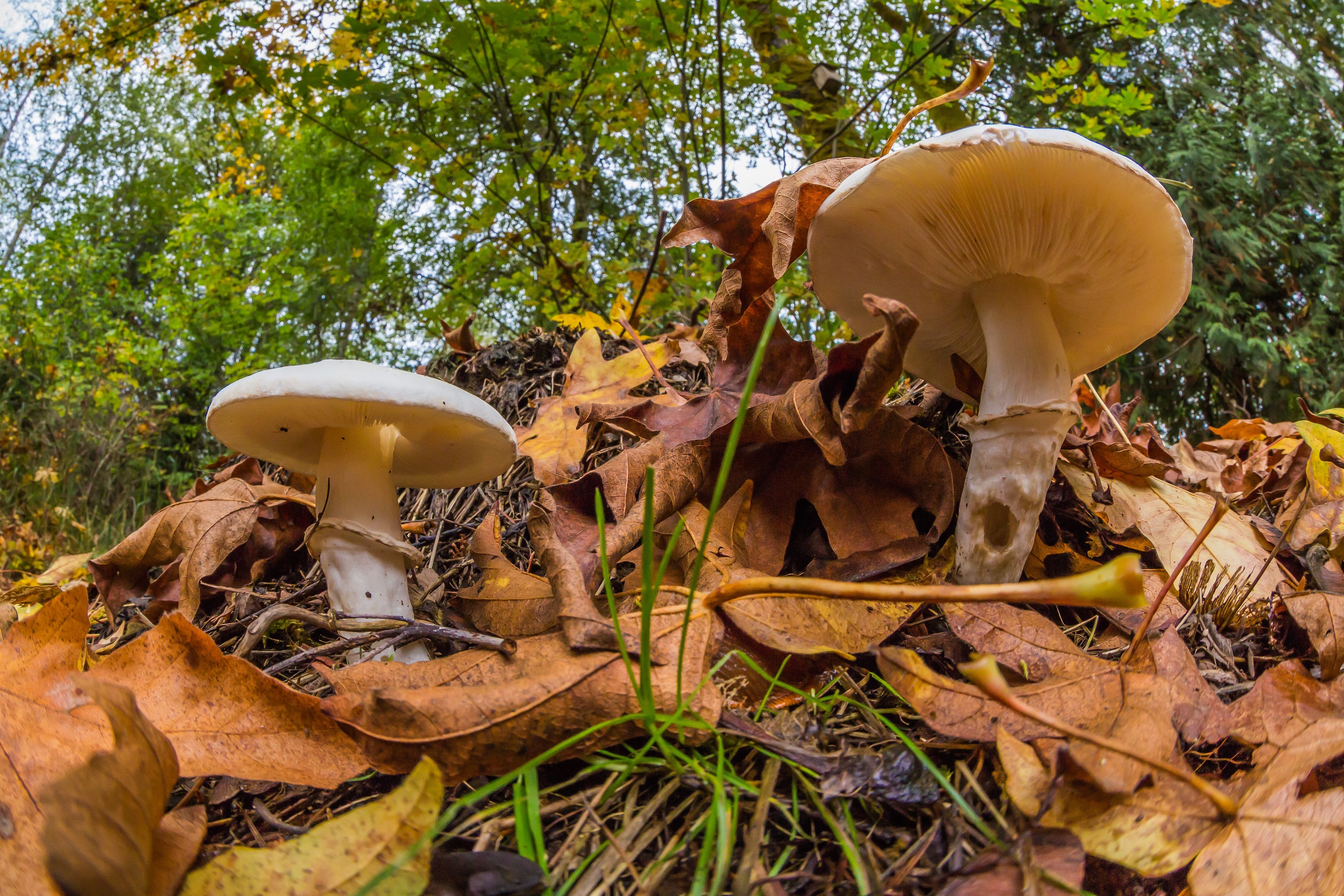 Пам’ятаймо про ризик отруєння дикорослими грибами! Головне управління Держпродспоживслужби в Одеській області попереджає.