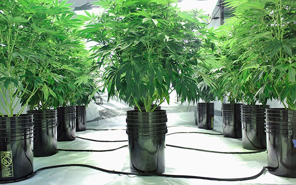 выращивание гидропоники и марихуаны