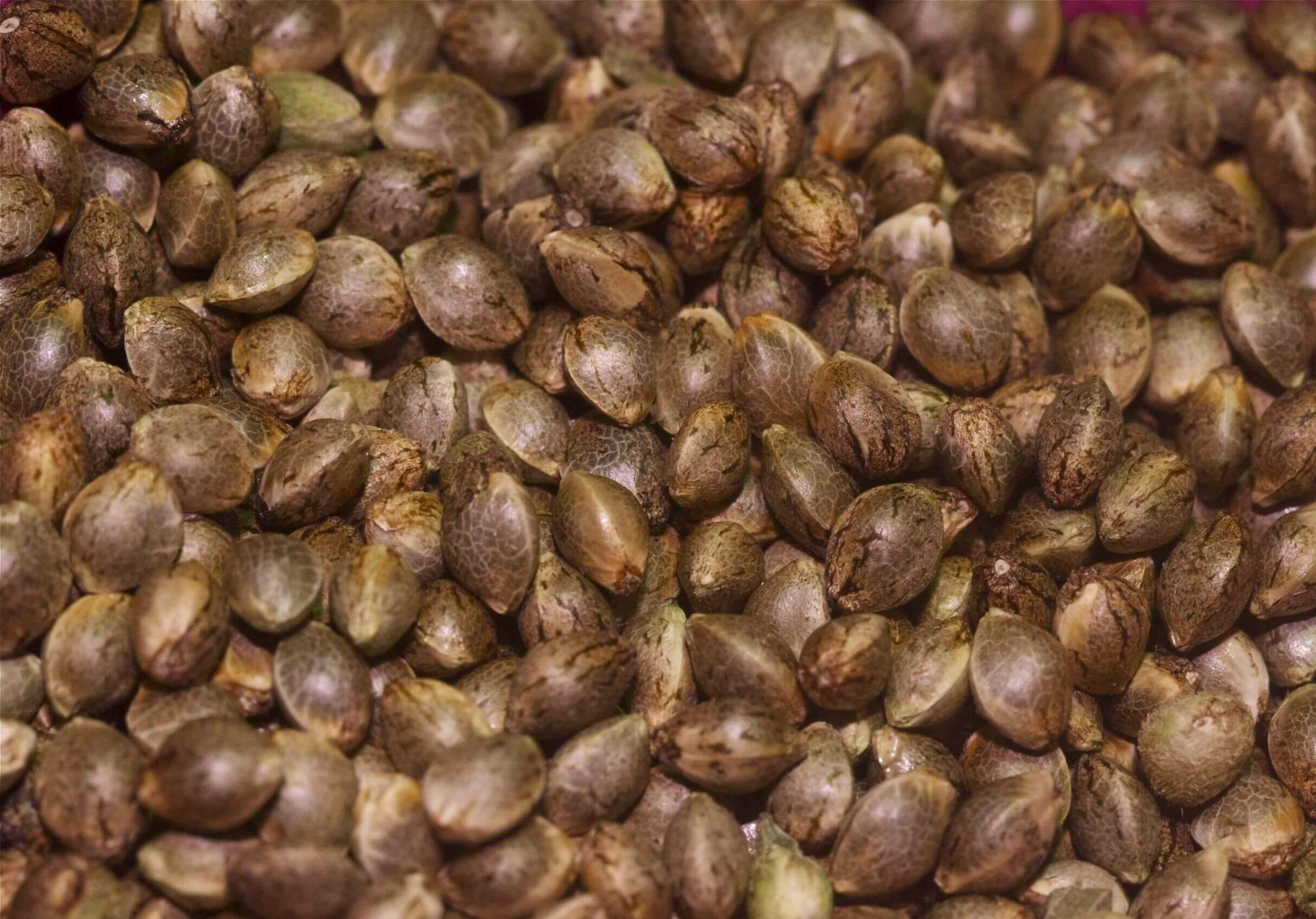 Семена конопляные из голландии форум семена конопли в кирове