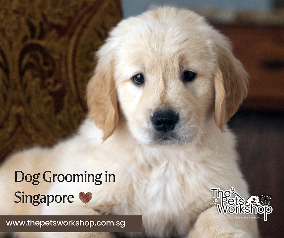 Dog grooming in Singapore — The Pets Telegraph