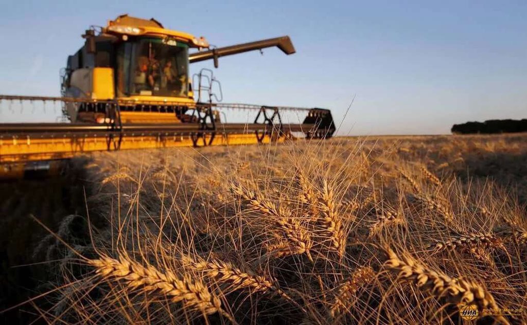 Холдинг «Авангард-Агро» в 2019 году увеличил сбор пшеницы почти на 13%, ячменя - на 49%