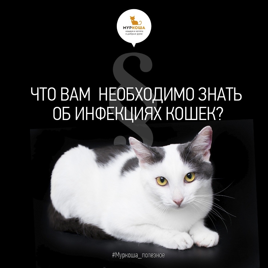 ☝Что вам необходимо знать об инфекциях кошек?🙀