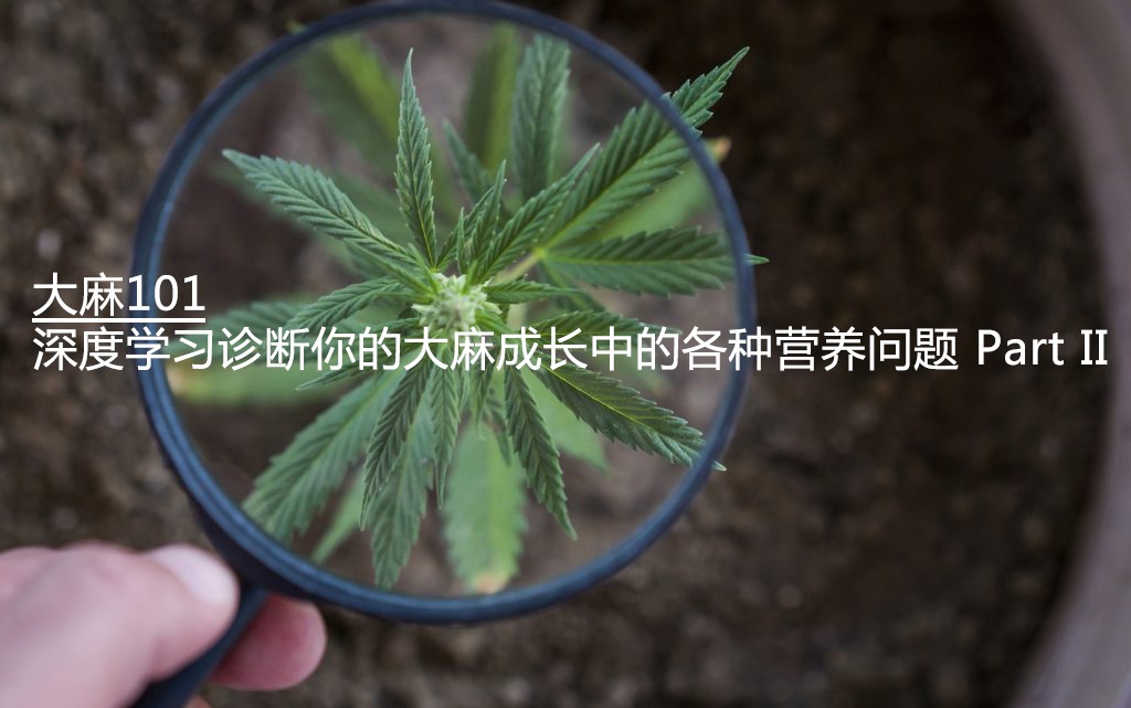 大麻 101 深度学习诊断你的大麻成长中的各种营养问题part Ii Telegraph