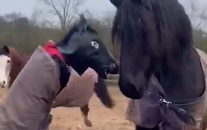 Disfrazado de caballo se mete en la cuadra