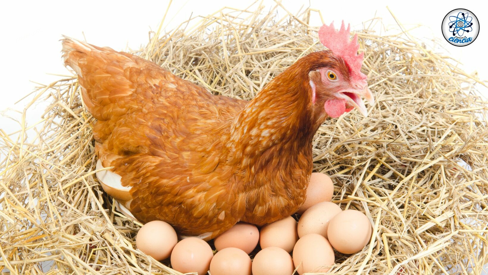 Miért tojnak a csirkék minden nap egy tojást?