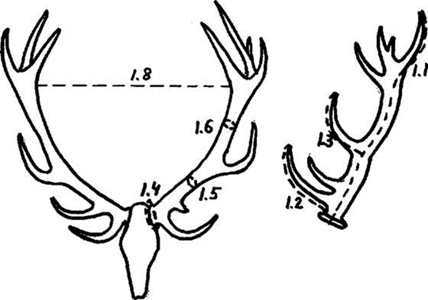 Схема рогов. Размер Рогов оленя. Рога оленя чертеж. Строение рога оленя. Рога изюбря.